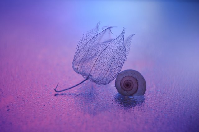 Fondos purpura